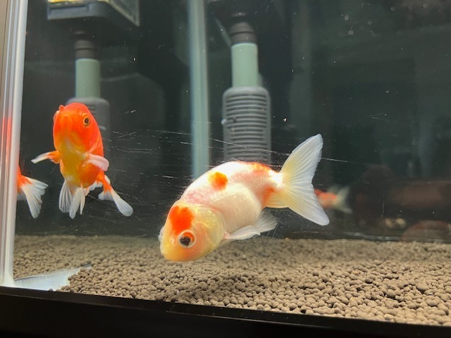 国産金魚 桜錦 サラサ、オレンジ系 2匹セット（全長約6-7cm) 弥富