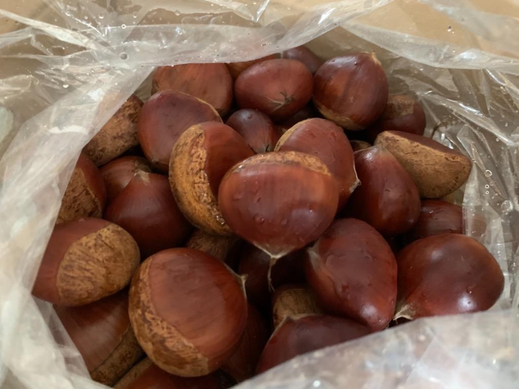 生栗 国産 大粒 愛媛県産 栗 皮付き 3L~2L込 約2.5kg クール便