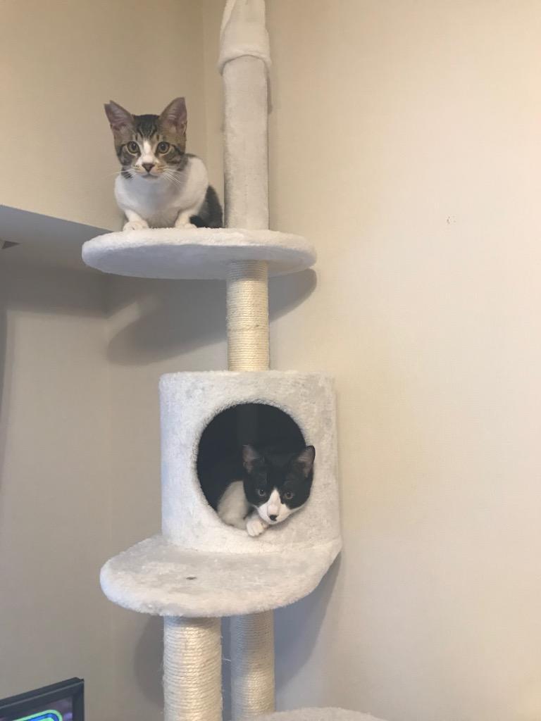 キャットタワー 突っ張り スリム 省スペース 子猫 ハンモック