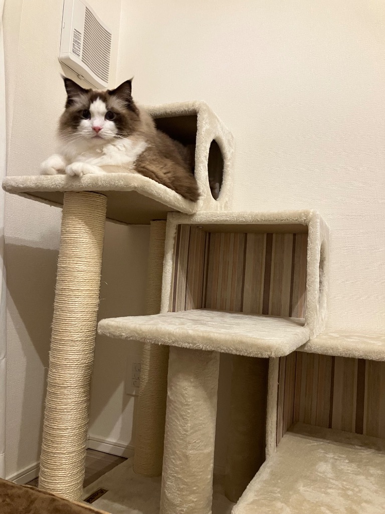 キャットタワー 据え置き シニア猫 ハンモック取付可 省スペース