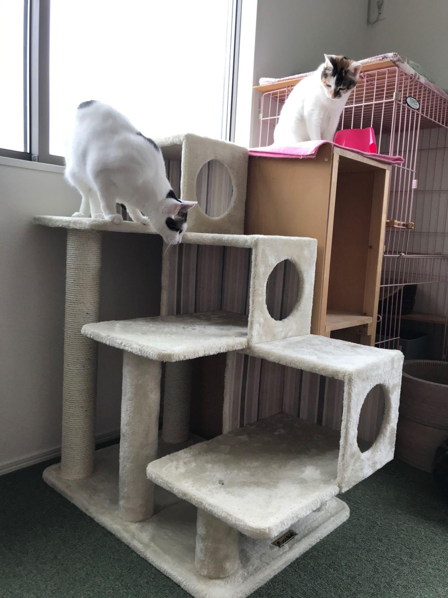 猫タワー アントレ 猫用 | 商品詳細 | いぬ・ねこのきもちSTORE