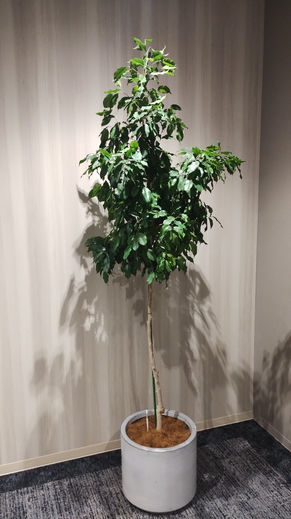 楽天市場】軽量 植木鉢 直径40cm 円 丸 ボウル型 植木鉢カバー