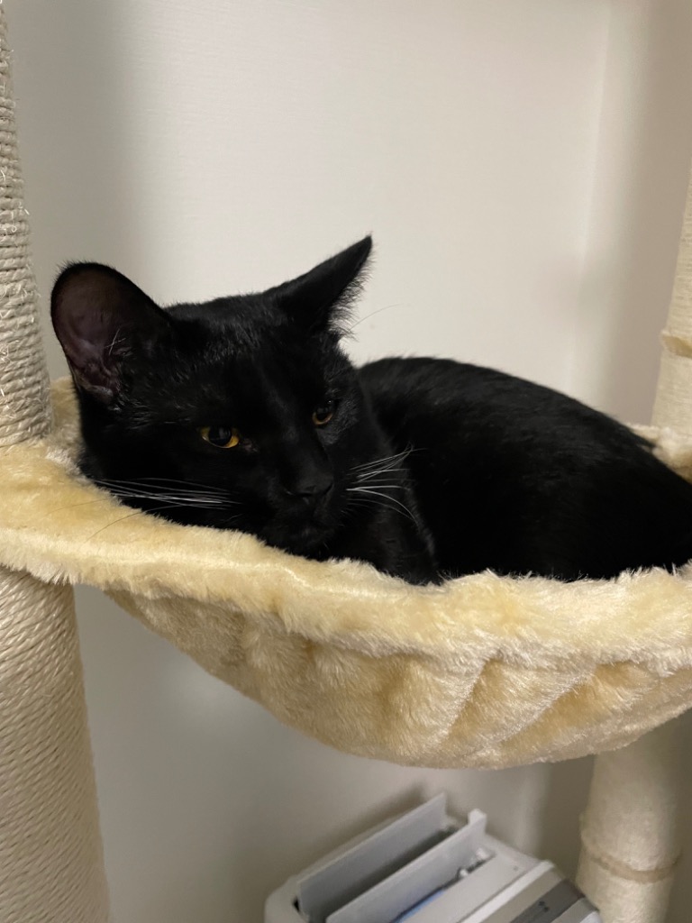 全体のレビュー画像 | 2-0