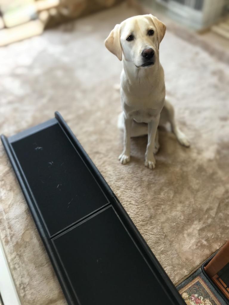 ペットスロープ ドッグスロープ 犬 スロープ 折りたたみ 2つ折り