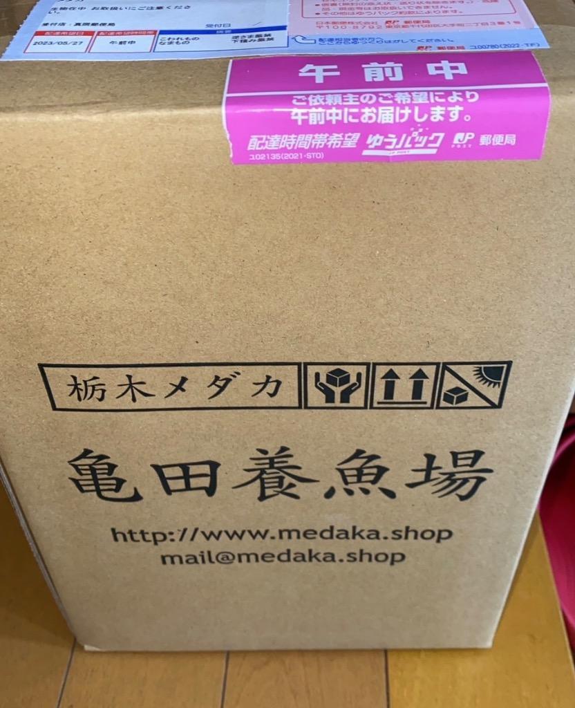 メダカ / ミユキめだか Mサイズ10匹セット(フルボディ) 幹之めだか みゆきメダカ : 1-7-1 : メダカ販売・通販 亀田養魚 - 通販 -  Yahoo!ショッピング