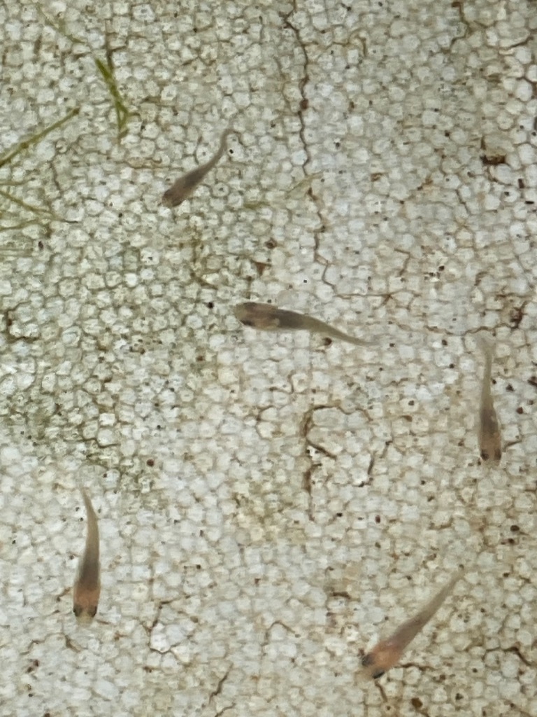 【夢中メダカ】極上【白姫】1ペア＋1 メダカ めだか 白雪姫 ペット 観賞魚 生体 品種改良メダカ