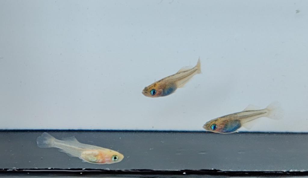 メダカ 2024ver.乙姫めだか 稚魚10匹 /おとひめメダカ ブラック