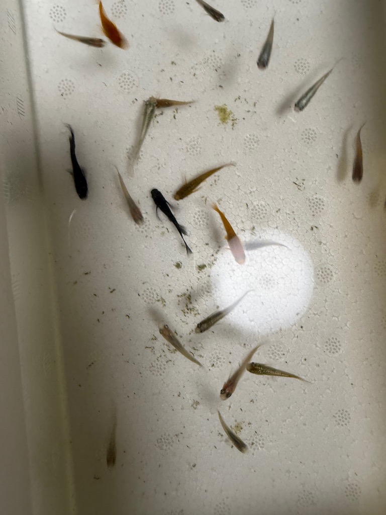 全体のレビュー画像 | 7-0