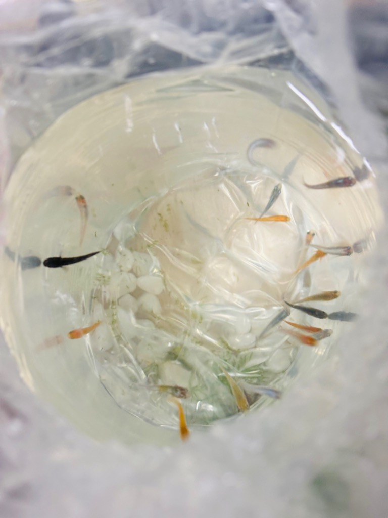 3件目のレビュー画像 | 0