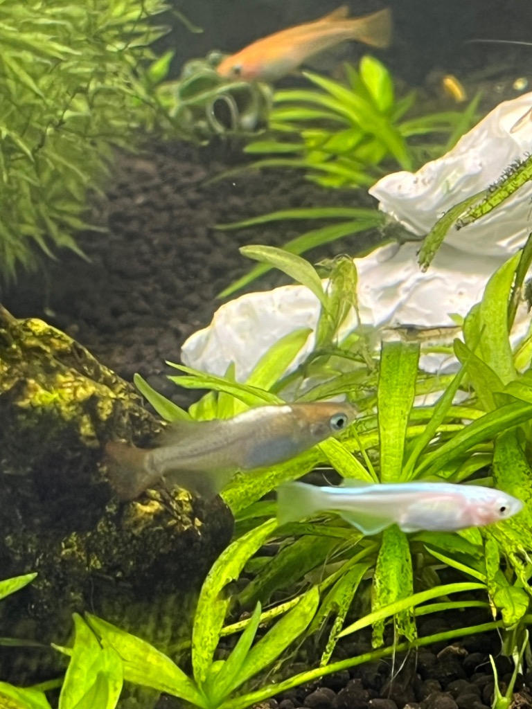 6件目のレビュー画像 | 1