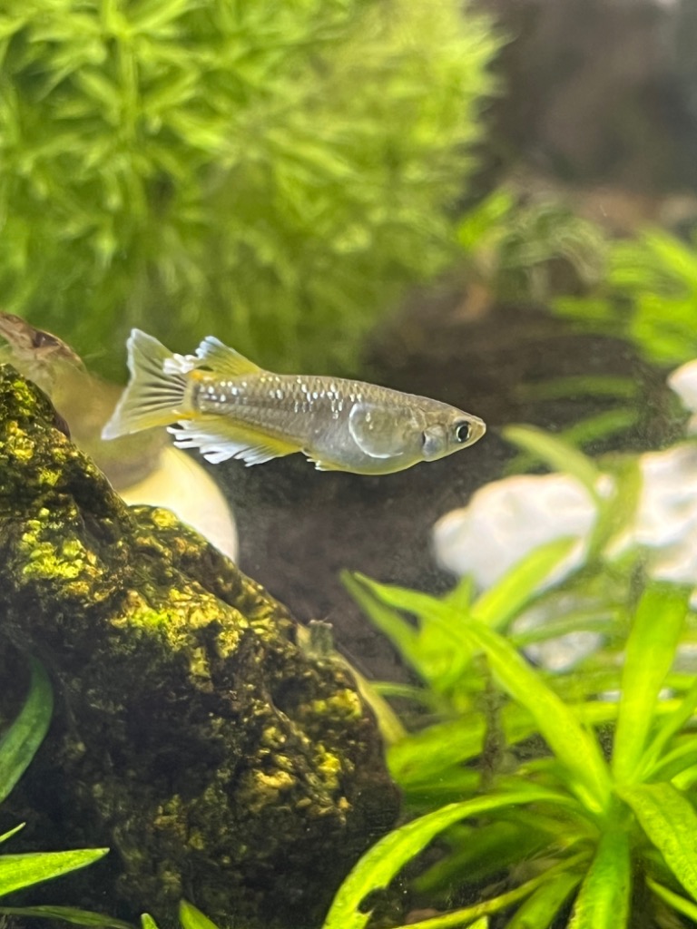 6件目のレビュー画像 | 2