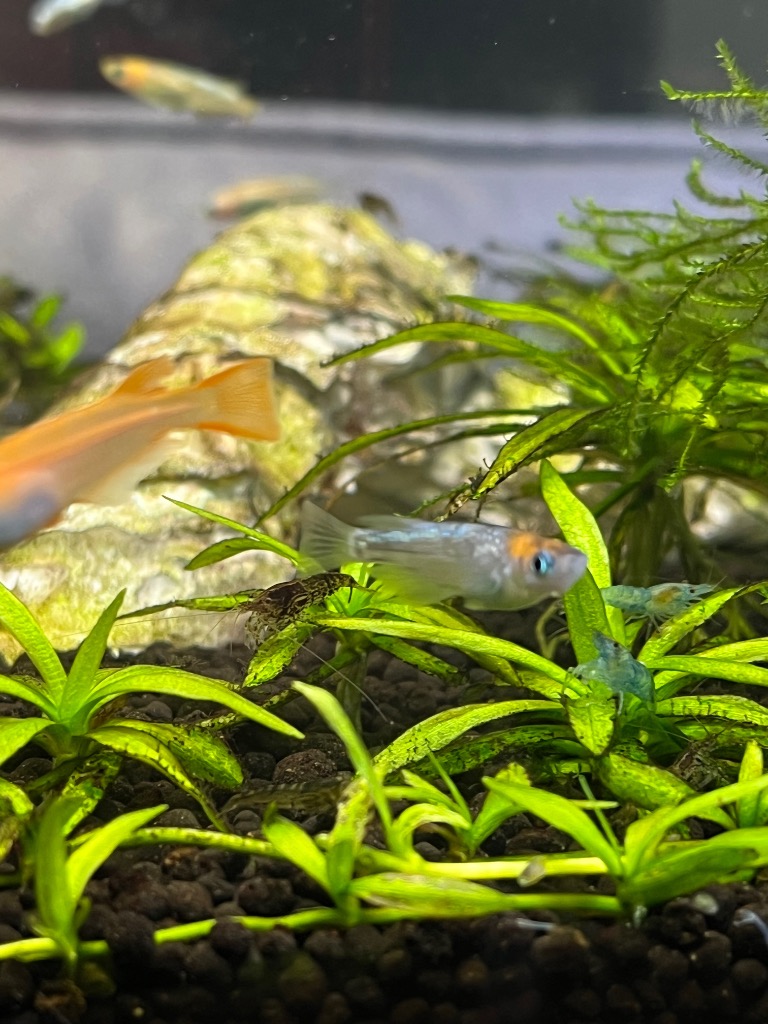 7件目のレビュー画像 | 1