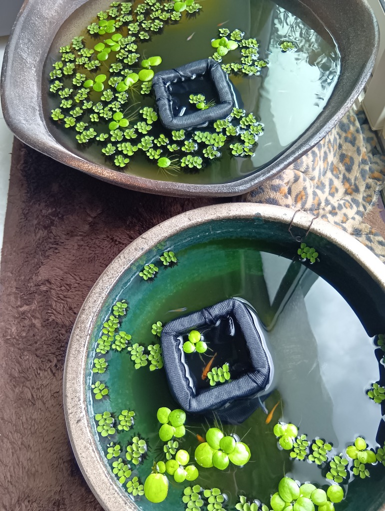 全体のレビュー画像 | 1-1