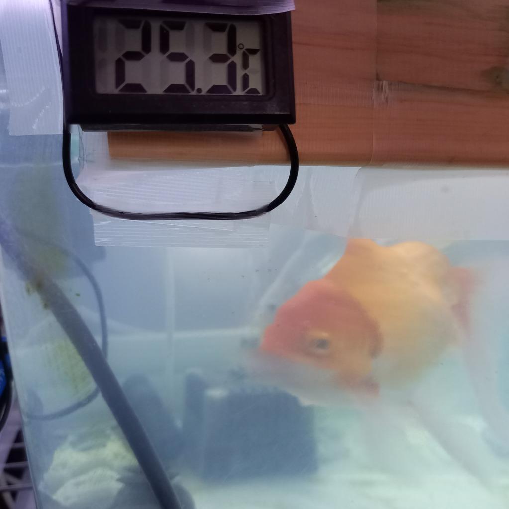 デジタル温度計 水温計 水槽 アクアリウム 冷蔵庫 熱帯魚 金魚 めだか :suion:メグメグストアー - 通販 - Yahoo!ショッピング