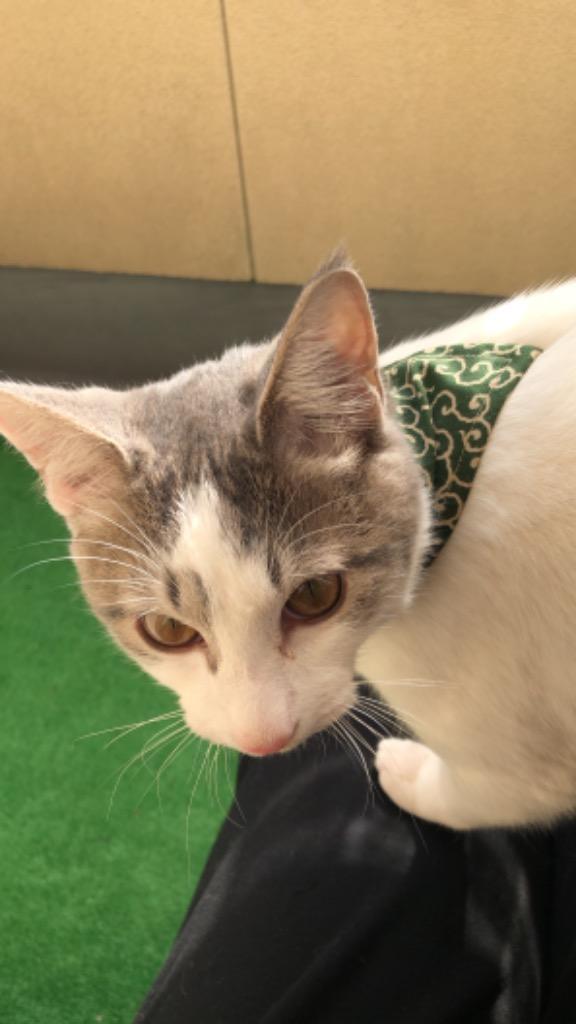 ブルーミー はずれる ネコ首輪 バンダナ 猫 首輪 猫用 カラー