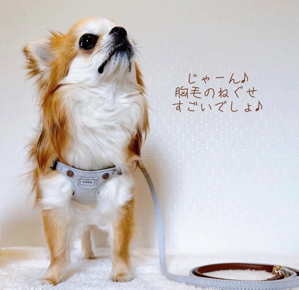 レビュー画像