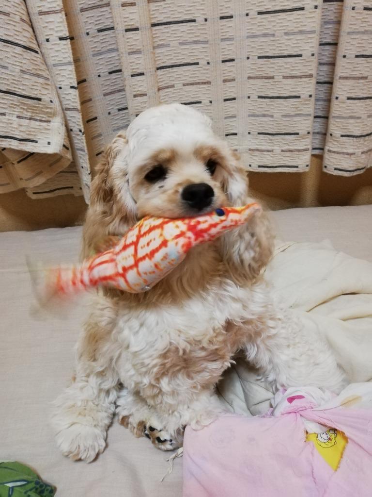 リアルに動くお魚 電動 犬のおもちゃ わんこのおもちゃ ぬいぐるみ リアルなおもちゃ 猫のおもちゃ 魚 ムービングフィッシュ ダンシングフィッシュ Petshop Merrily 通販 Yahoo ショッピング リアルに動くお魚 電動 犬のおもちゃ わんこのおもちゃ ぬいぐるみ リアルなおもちゃ 猫のおもちゃ 魚 ムービングフィッシュ ダンシングフィッシュ Petshop Merrily 通販 Yahoo ショッピング