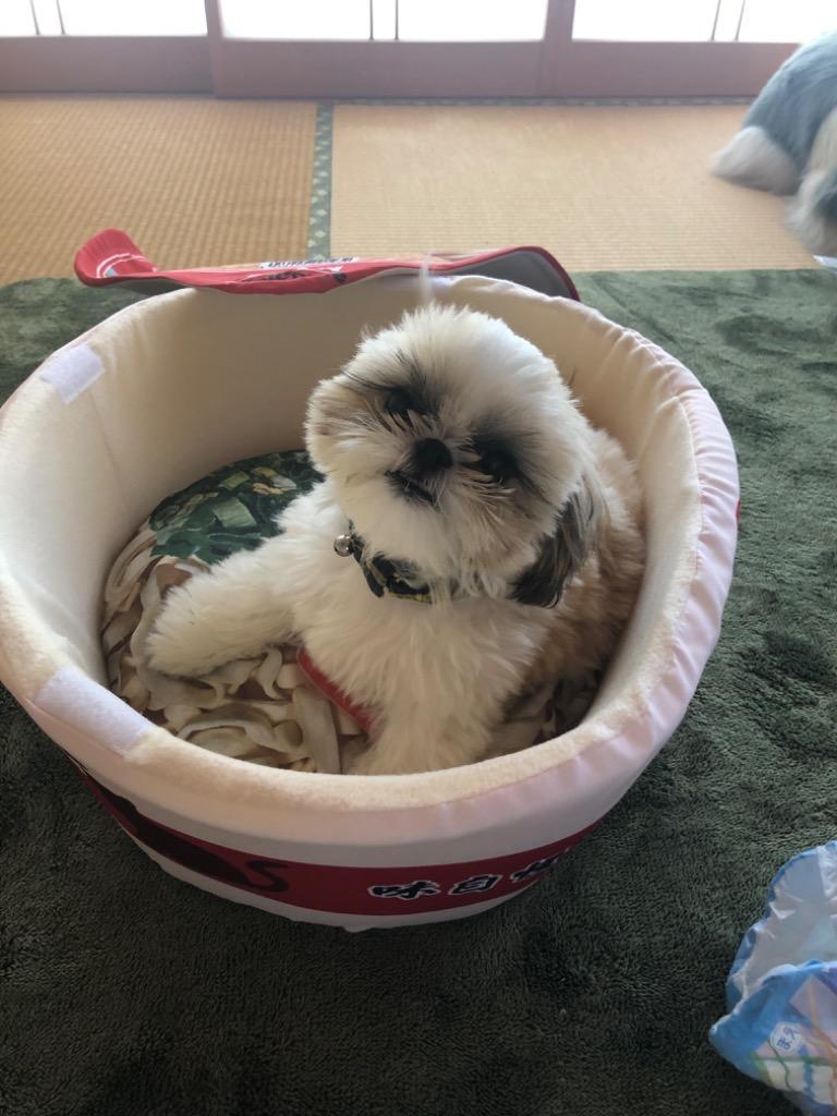 カップ麺ペットハウス 犬 猫 ペット ベッド 潜る 面白い 小型犬 可愛い うどん そば ラーメン プリン カップ麺 うどんベッド そばベッド 0608 Petshop Merrily 通販 Yahoo ショッピング