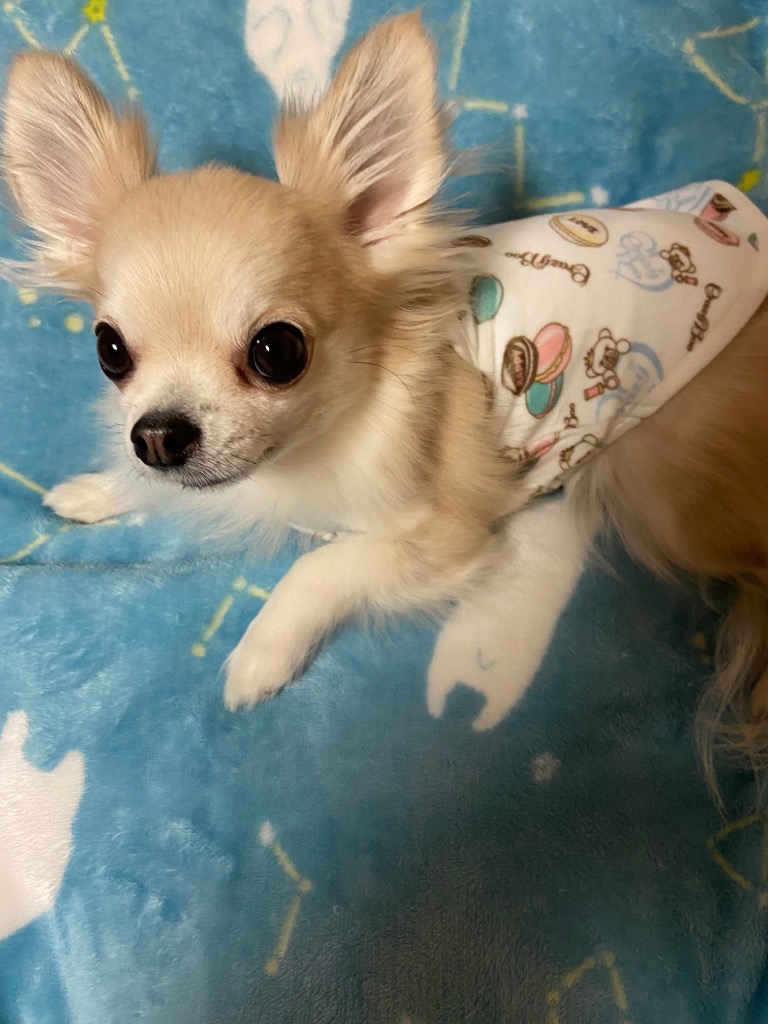 【激レア】猛闘犬丸 ウォームシェルヘビーパーカー　新品 ベビーカー用シートファン「ベビクール」 ARCLFSSGY メーカー