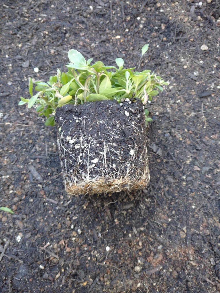 全体のレビュー画像 | 2-1