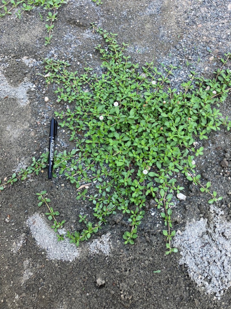 全体のレビュー画像 | 0-0