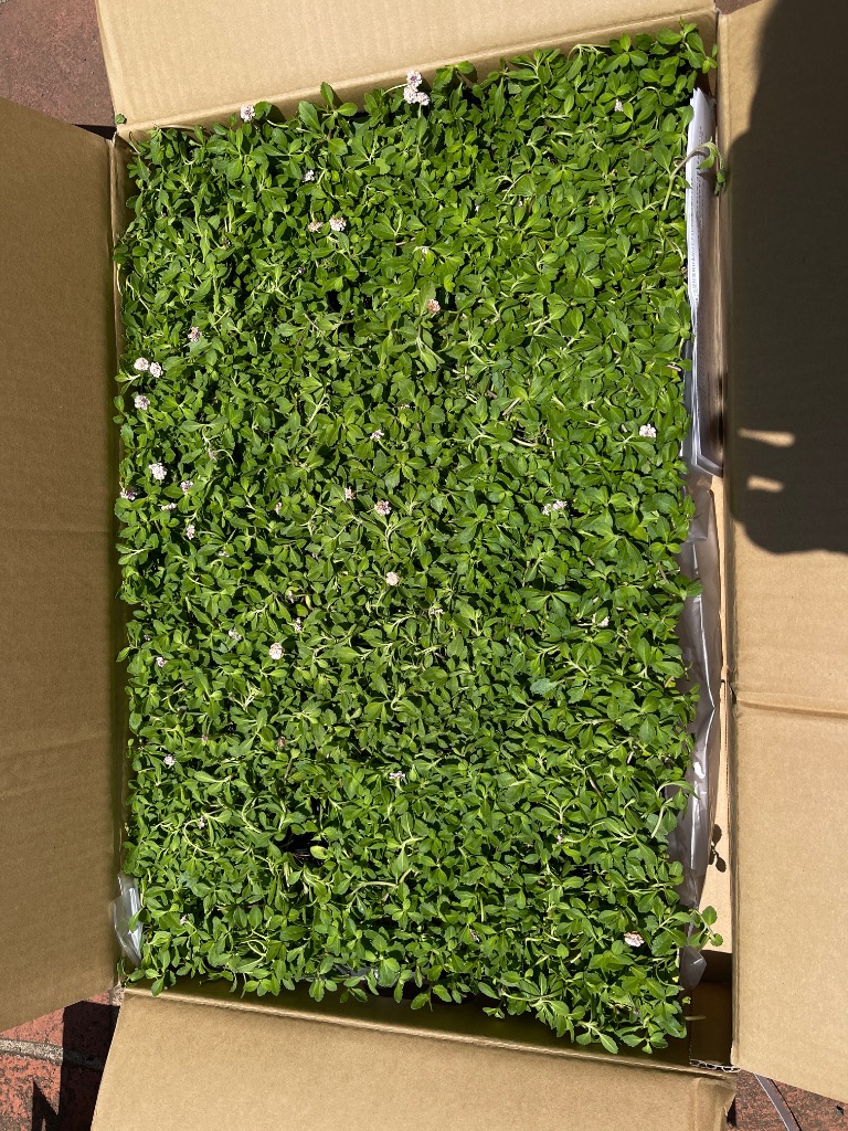 全体のレビュー画像 | 4-0