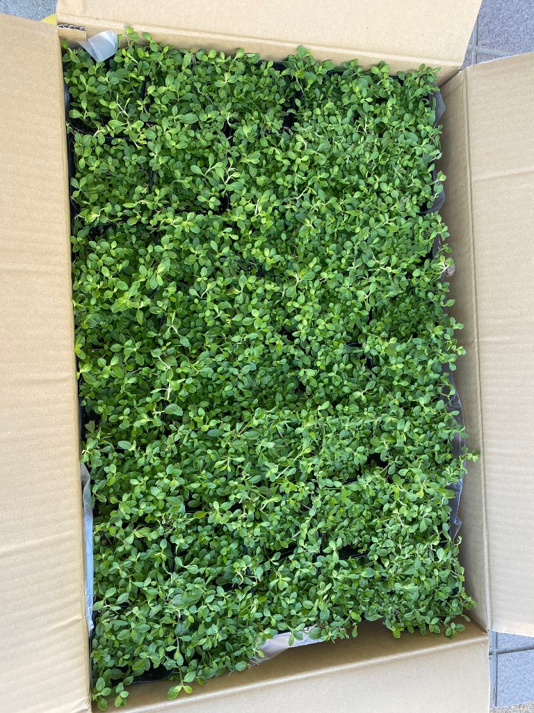 全体のレビュー画像 | 7-0