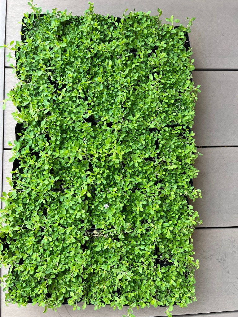 全体のレビュー画像 | 8-0