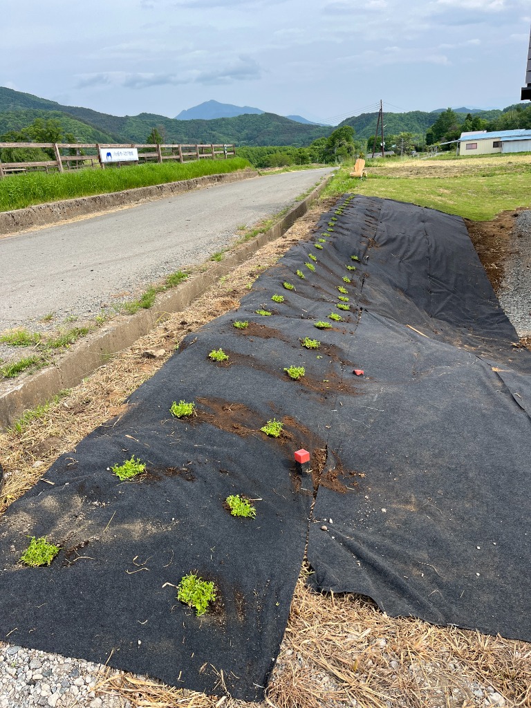 全体のレビュー画像 | 1-2