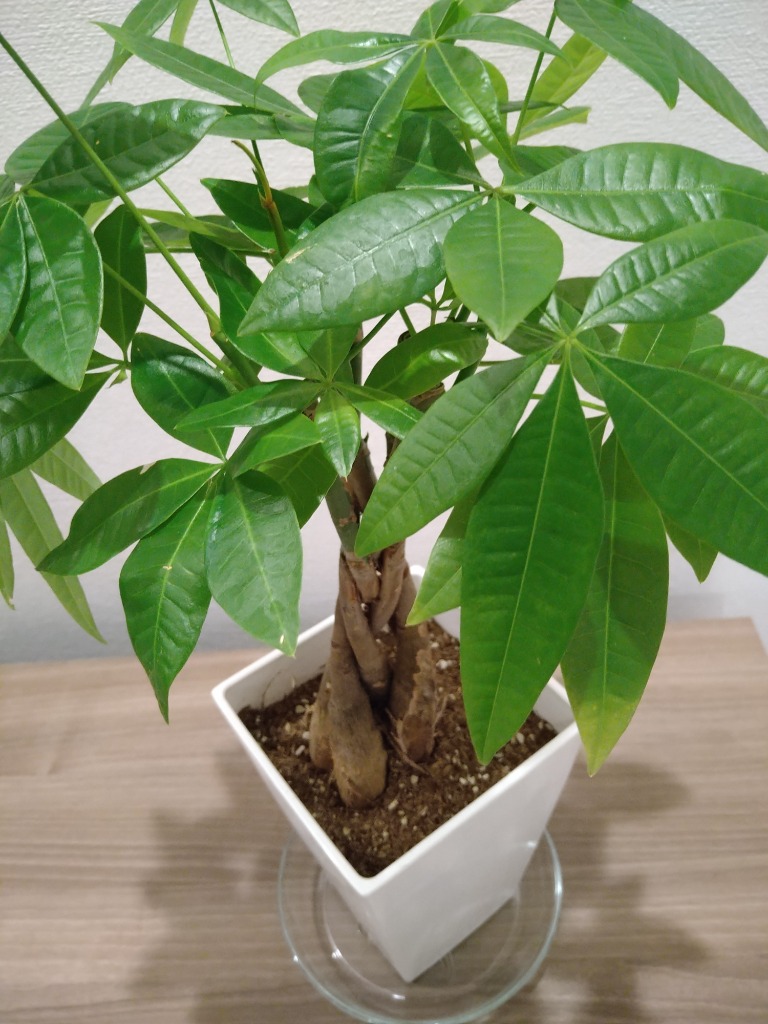 観葉植物 パキラ アクアティカ 5本編み種類 5号鉢苗 実生株 編み込み