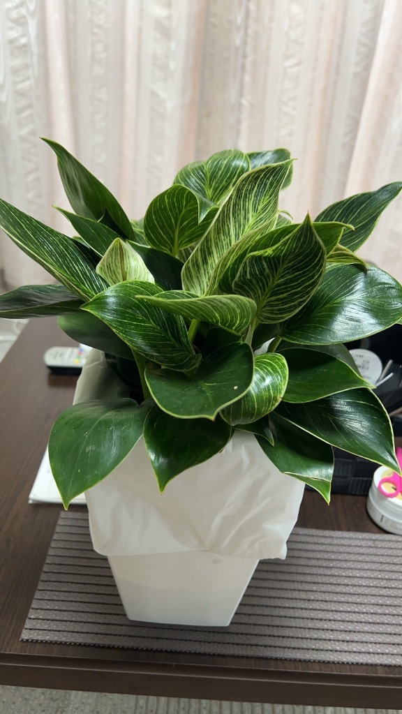 観葉植物 ヒロデンドロン緑と白の斑入り フィロデンドロン ホワイトプリンセス 深緑、新芽のライトグリーン