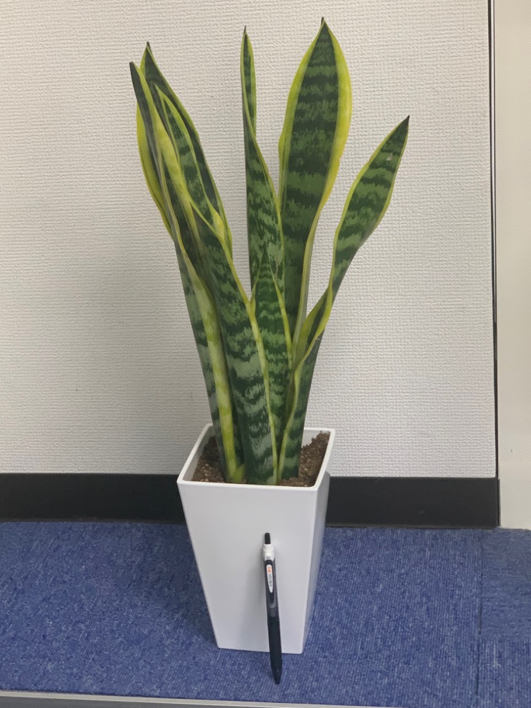 2件目のレビュー画像 | 0