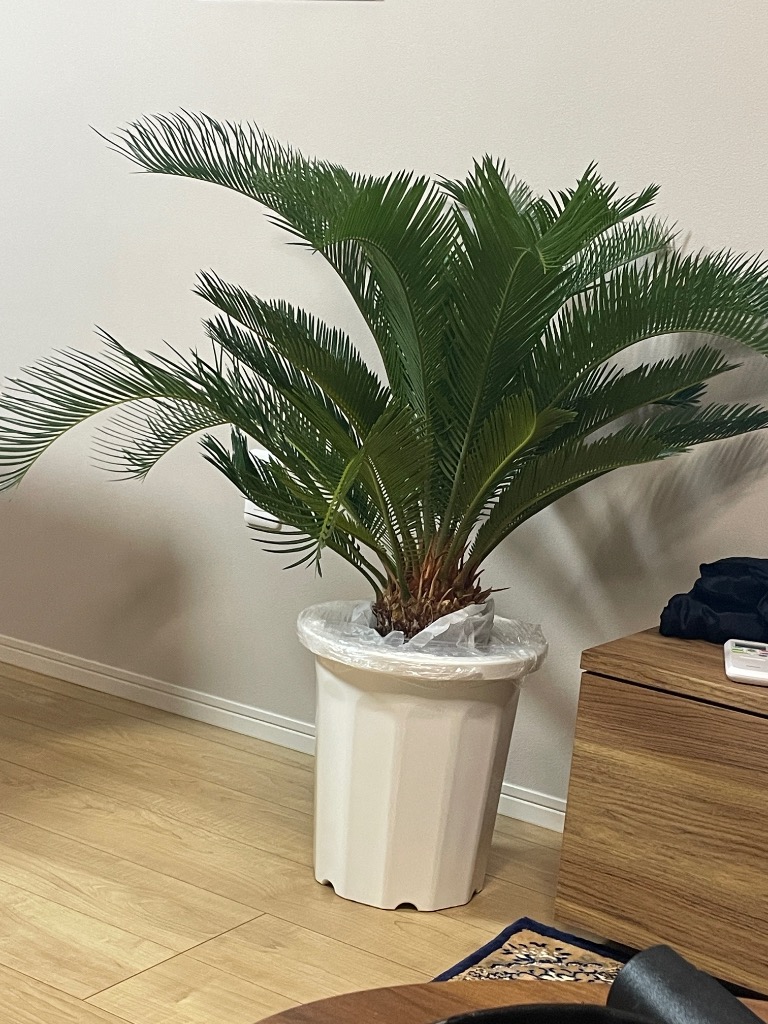 現品 観葉植物 ソテツ 蘇鉄 10号鉢苗 大型種類 庭木 風水 地植え