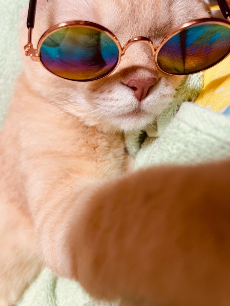 市場 Hippo Jp ネコ眼鏡 ねこサングラス 猫眼鏡 ファッションペット用サングラス 猫メガネ