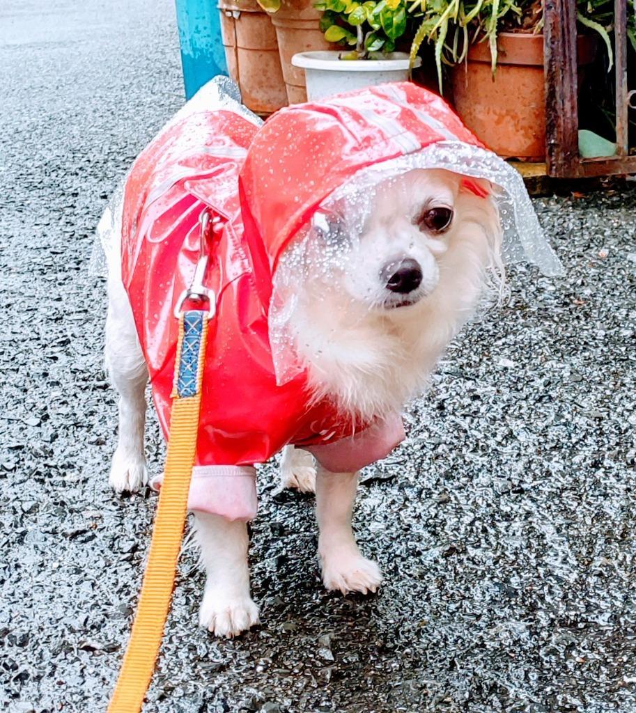 超美品再入荷品質至上! 犬用レインコート ドッグウェア 雨具 カッパ レインウェア 防水 反射テープ付き 袖付き 足付き フード付き パーカー  帽子付き 小型犬 中型犬 犬服 ccps.sn