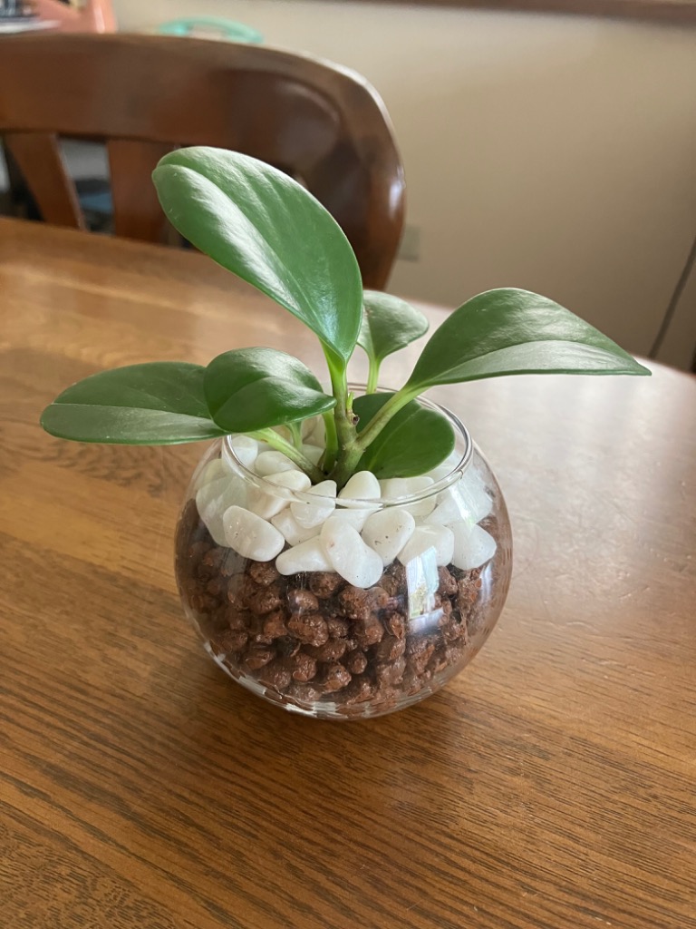 WEB限定カラー ペペロミア 小さい観葉植物 本物 ハイドロカルチャー 丸い葉っぱ サンスベリア