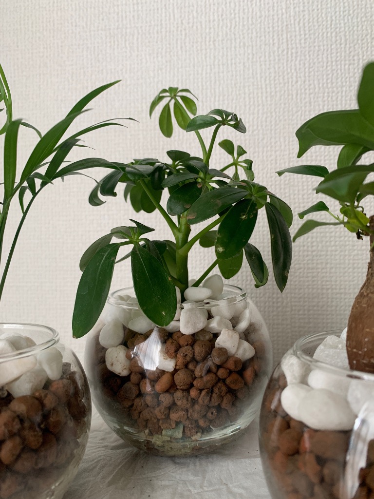 CANNA AQUA 45L 水耕栽培 ハイドロボール  新品未開封品 楽天市場】Canna Aqua Clay Pebbles 45L ハイドロボール （キャナ