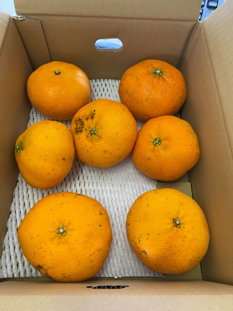 再入荷】 みかん 訳あり 2kg 甘平 かんぺい カンペイ 濃厚 甘い