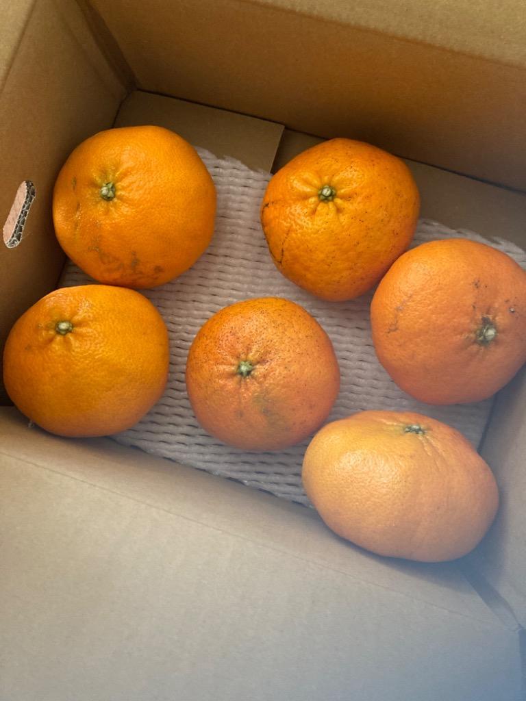 再入荷】 みかん 訳あり 2kg 甘平 かんぺい カンペイ 濃厚 甘い