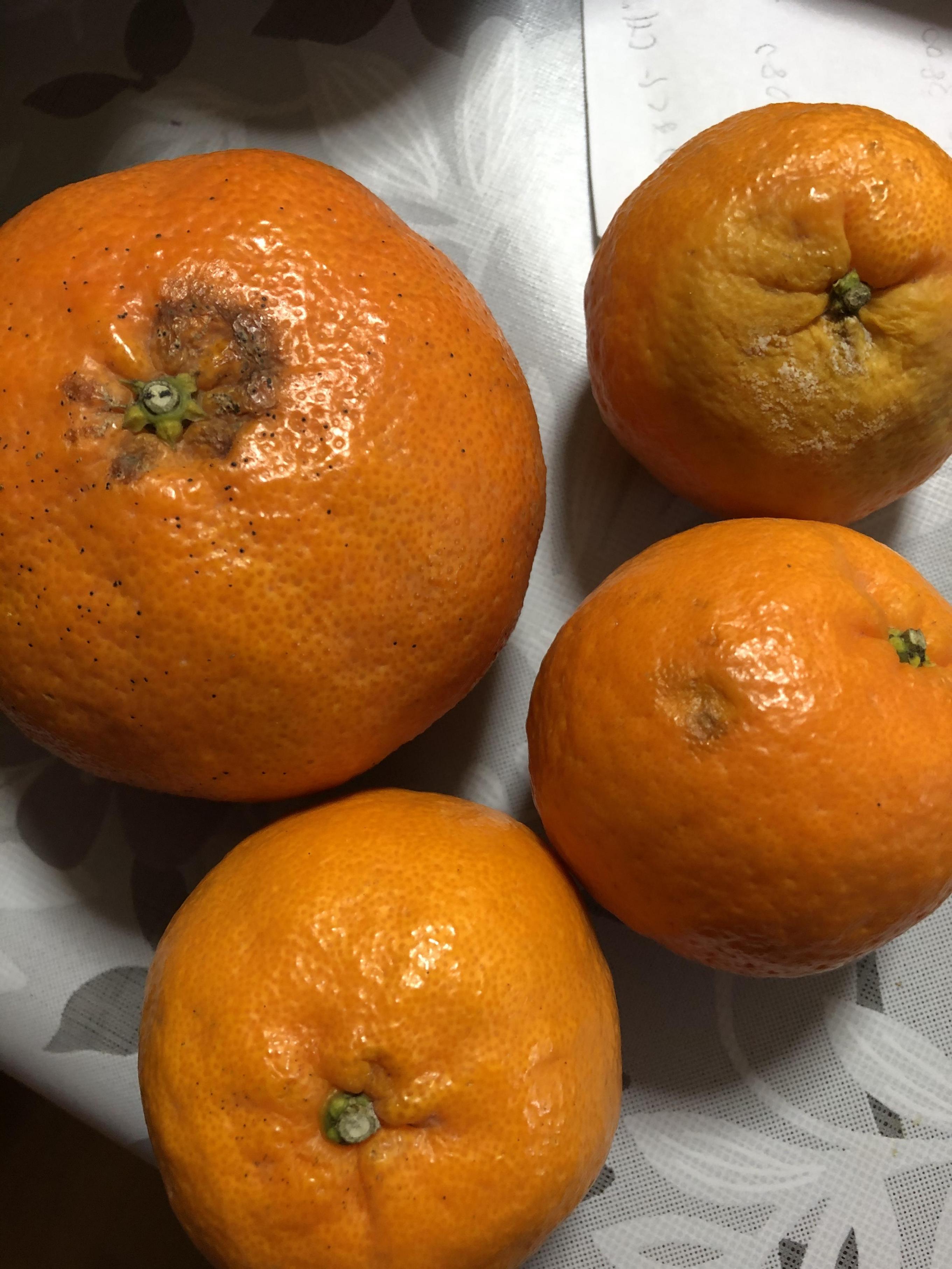 全体のレビュー画像 | 3-0