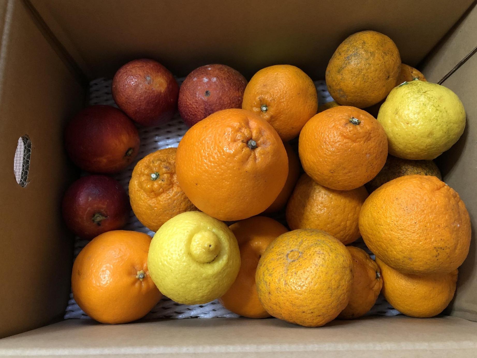 全体のレビュー画像 | 1-0