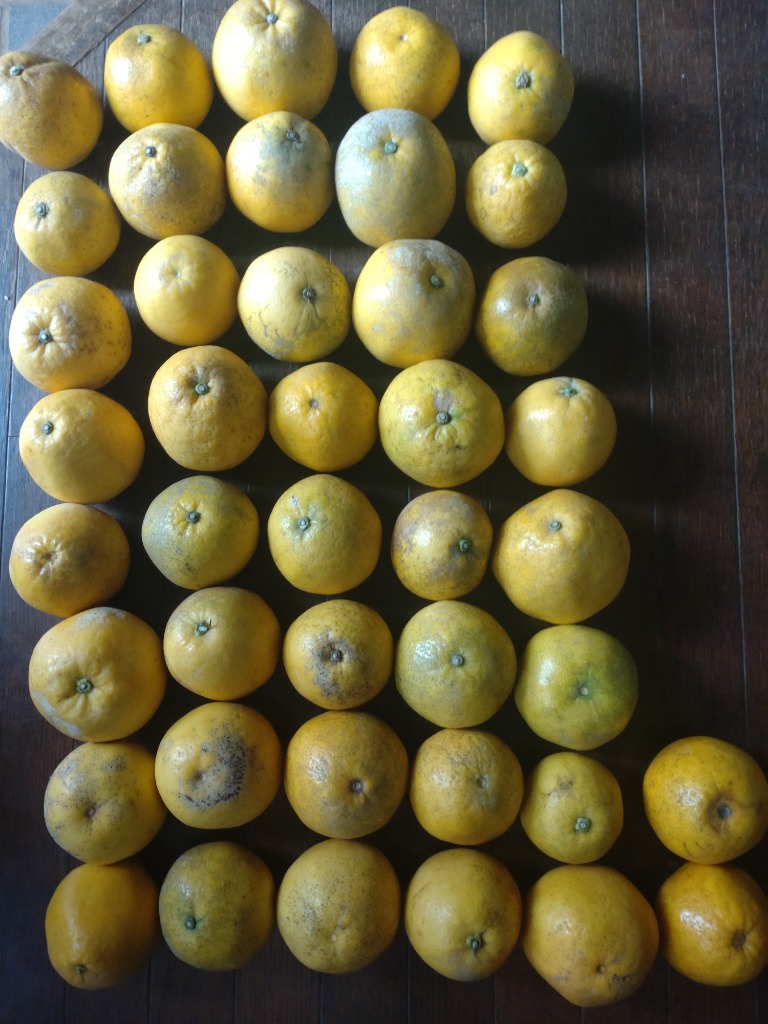 全体のレビュー画像 | 13-1