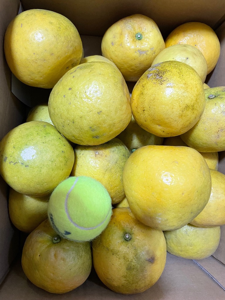 全体のレビュー画像 | 0-0