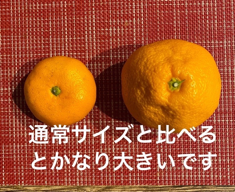 8件目のレビュー画像 | 1