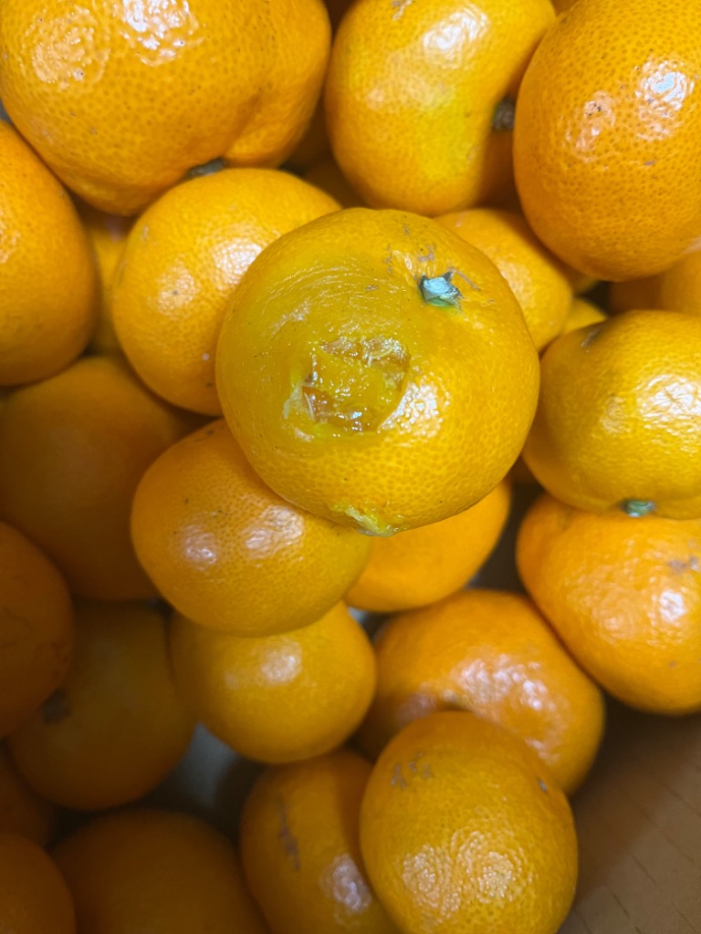 全体のレビュー画像 | 3-0