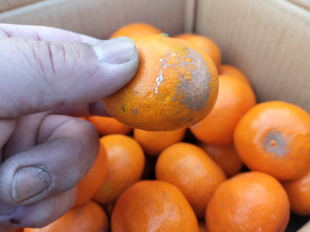 全体のレビュー画像 | 0-1