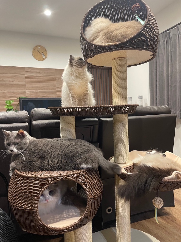 SUMIKA キャットタワー 据え置き 猫タワー おしゃれ 大型猫 多頭 SUMIKA キャットタワー 据え置き 猫タワー おしゃれ 大型猫 多頭