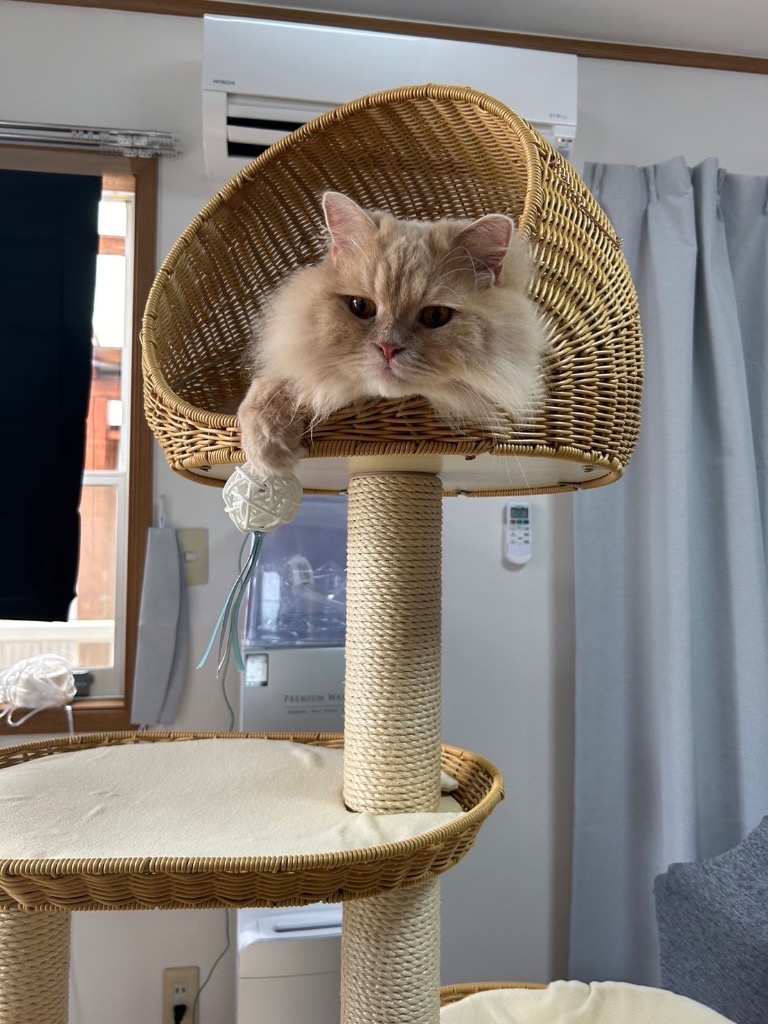 SUMIKA キャットタワー 据え置き 猫タワー おしゃれ 大型猫 多頭 SUMIKA キャットタワー 据え置き 猫タワー おしゃれ 大型猫 多頭