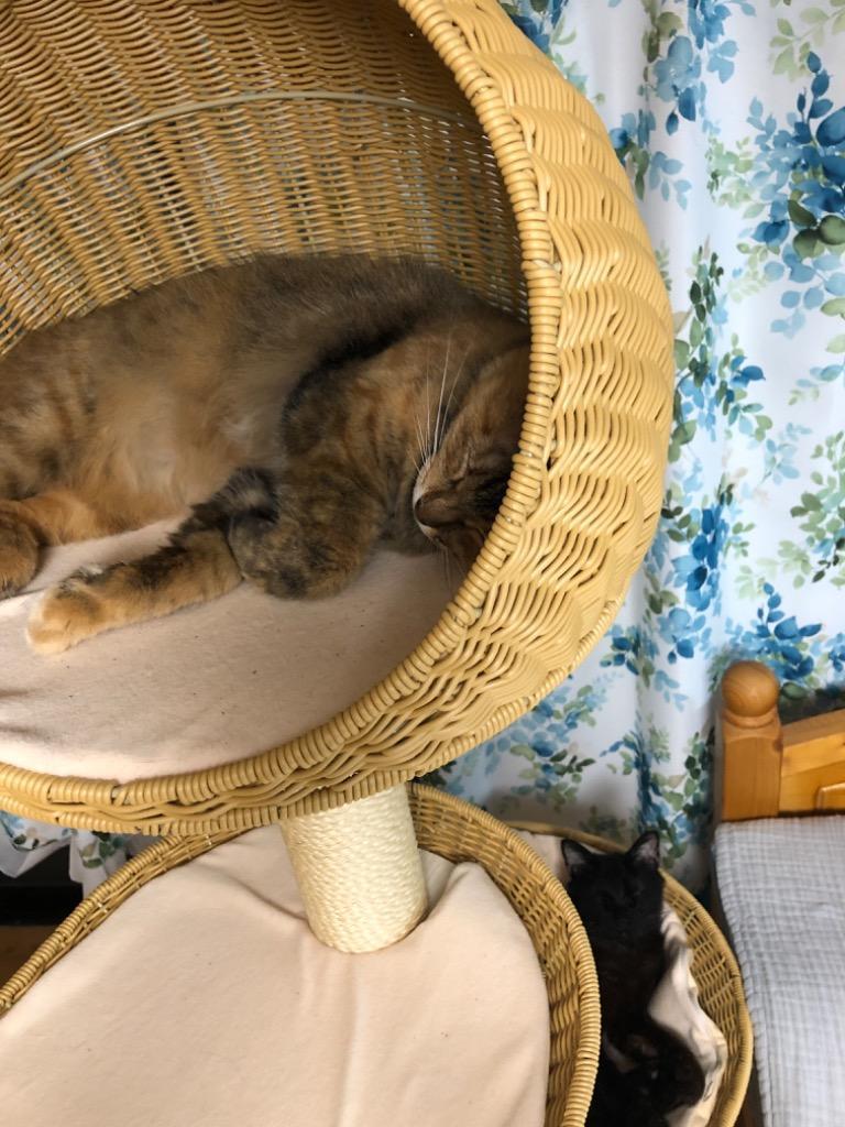 SUMIKA キャットタワー 据え置き 猫タワー おしゃれ 大型猫 多頭 SUMIKA キャットタワー 据え置き 猫タワー おしゃれ 大型猫 多頭