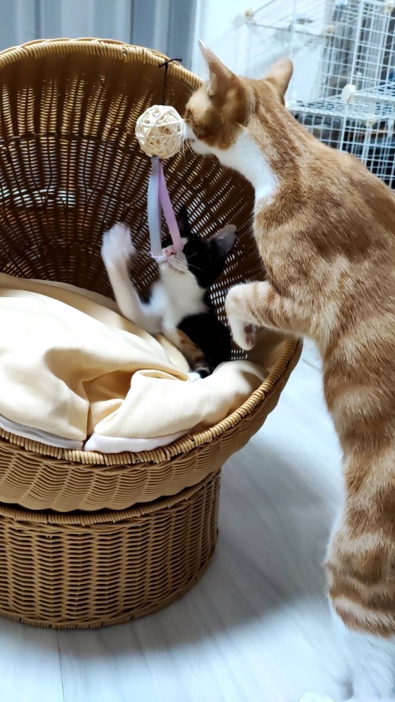 SUMIKA 猫 ベッド ドーム おしゃれ かご 洗える ラタン 大型猫 SUMIKA 猫 ベッド ドーム おしゃれ かご 洗える ラタン 大型猫